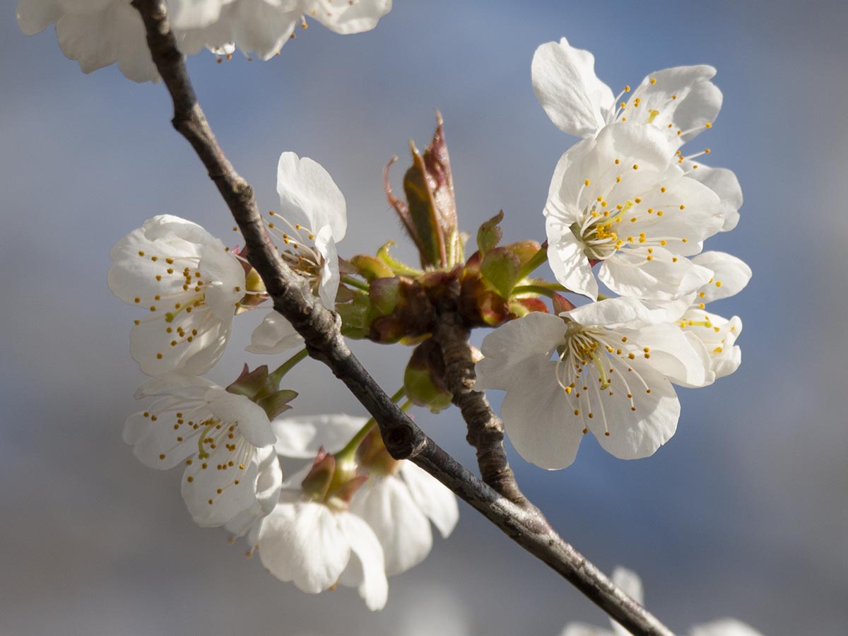 Blüten